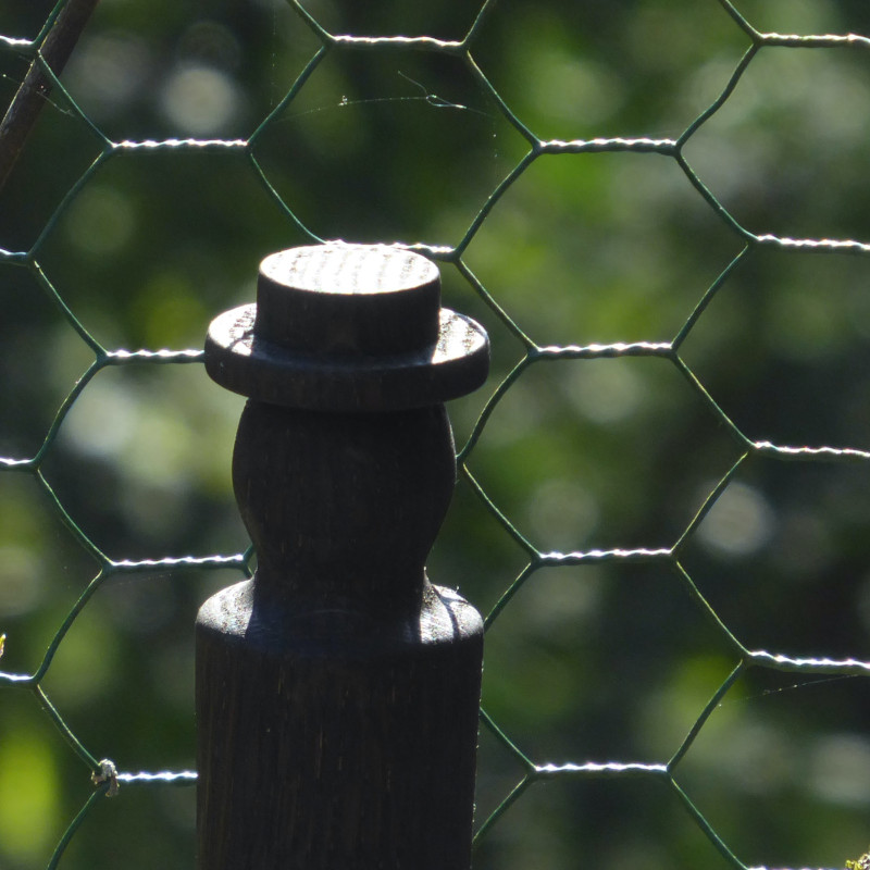 ithaka-coaching-charlotte-keijzer-iets-houdt-me-tegen-zwart-mannetje-voor-kippengaas-800x800