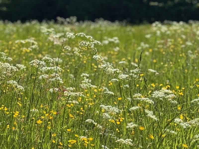 ithaka-coaching-reviews-800x800